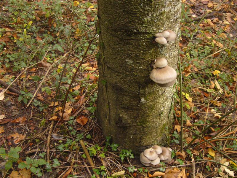 Pleurotus colombinus?